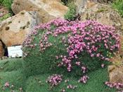 Acantholimon ulicinum