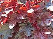 Eurêka pour l’heuchera