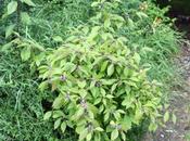 Callicarpa bodinieri