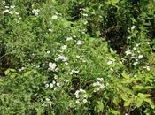 Symphyotrichum lanceolatum