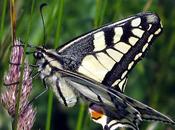 Papilio machaon (Machaon)