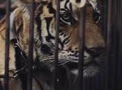 Rudimental tourne Thaïlande: Pauvres tigres [HD]