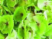 L'Hortensia couleurs