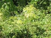 Acer negundo 'Variegatum'