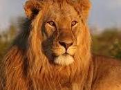 Lauren Fagen sauvée justesse dans chute milieu lions