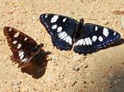 reflets bleus variables avec l'exposition lumineuse