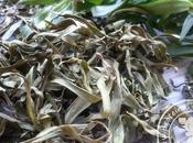 Sécher herbes fraiches {Astuce}