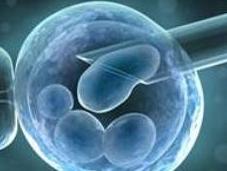 Cellules souches embryonnaires: recherche autorisée sous contrôle l'Agence Biomédecine