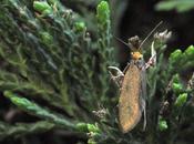 Chez psychides, mâle vole jour, femelle aptère...