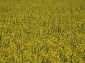 vers limitation production agrocarburants