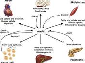 L’AMPK est-elle médiatrice effets métaboliques médicaments base salicylate