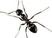 Astuces pour éloigner fourmis