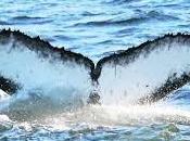 Deux plongeurs manquent faire avaler baleines