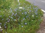 Ravissante chicorée