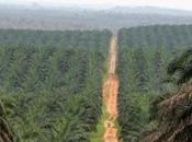 foncier nationalité socles division Côte d’Ivoire