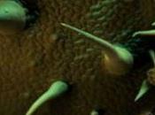 Microphotographie d'une feuille d'ortie