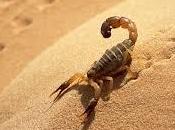 scorpion