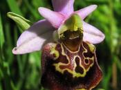 Variation Ophrys fuciflora