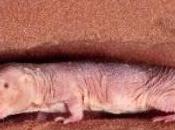 CANCER: Pourquoi rat-taupe reste intouchable Université Haïfa