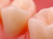 dent humaine créée partir cellules souches issues d'urine