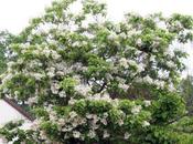 Catalpa bignonioides