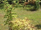 Rubus phoenicolasius