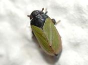 insecte miniature somnole maison