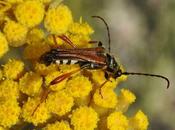 coléoptères minces longues antennes apiacées...