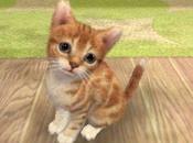 plus beaux minous vidéo