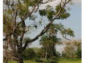 Accaparement terres africaines interview éclairante...