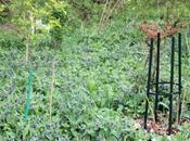 Cherche couvre-sol désespérément