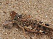 criquets redoutés dans zones cultivées...