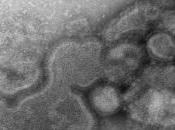 H7N9: Première transmission interhumaine, entre père fille