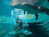 [Insolite] Nagez avec crocodile géant dans cage mort...