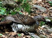 Haut-Rhin projet éolien menace espèce protégée