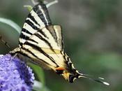 papillons virevoltent dans jardin été...