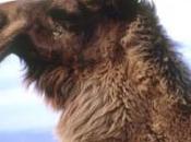 MERS-CoV: dromadaire, dernier hôte intermédiaire avant l'Homme? Lancet Infectious Diseases