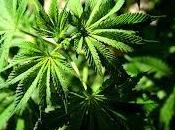 Lyrrix Shinshin Marsman Pwodui Toujou Dozé