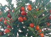 Solanum pommier d'amour