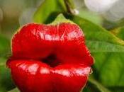 Psychotria Elata, vous trouverez cette fleur chez votre fleuriste