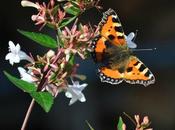 papillons forte régression...