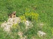 Marmotte balcon fleuri…