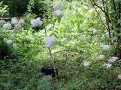 Hydrangea paniculata