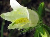 Campanula trachelium (Campanule gantelée)