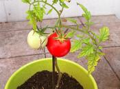 première tomate bio!