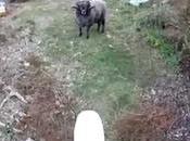 motard bélier, chapitre