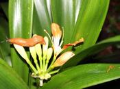 Limace, carnage continue