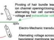 PROTHÈSES AUDITIVES: L'amplification cochléaire mieux décryptée Biophysical Journal