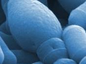 MICROBIOTE intestinal: bactéries pouvaient nous faire maigrir? Nature