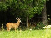 Brocard lisière forêt soir d’été…